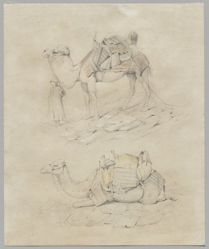 Study of Camels