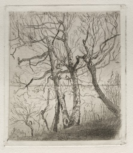 Woods by the Lake