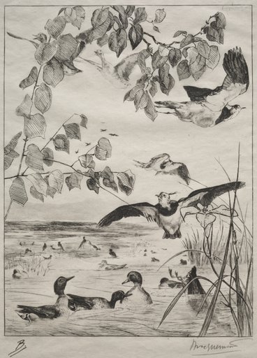 Lapwings and Teals