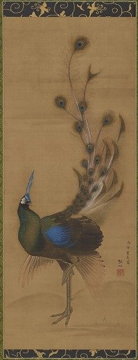 Peacock