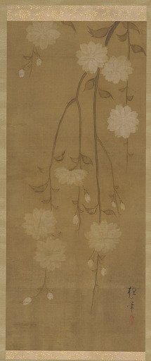 Drooping cherry branches in blossom