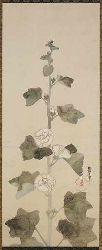 White hollyhocks