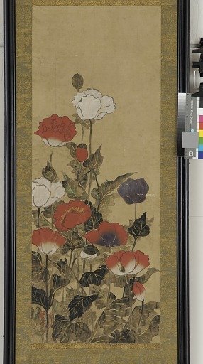 Poppies