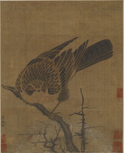 Hawk on a leafless branch