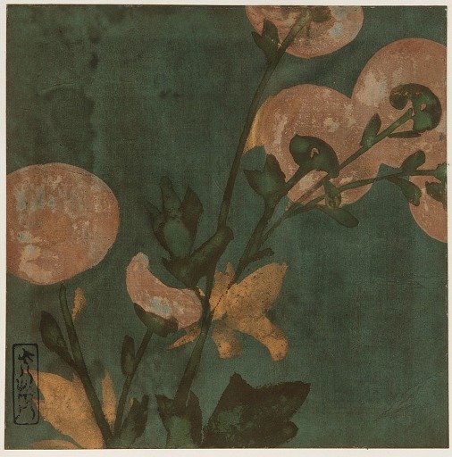 Chrysanthemums