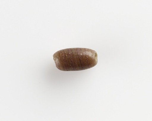 Bead