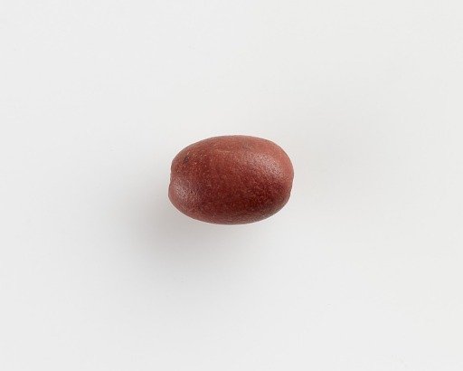 Bead