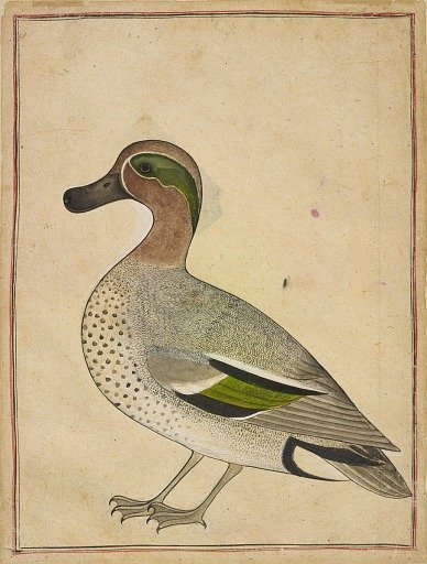 A Green-winged Teal