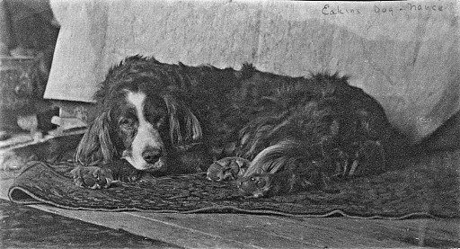 Eakins's Dog "Harry"