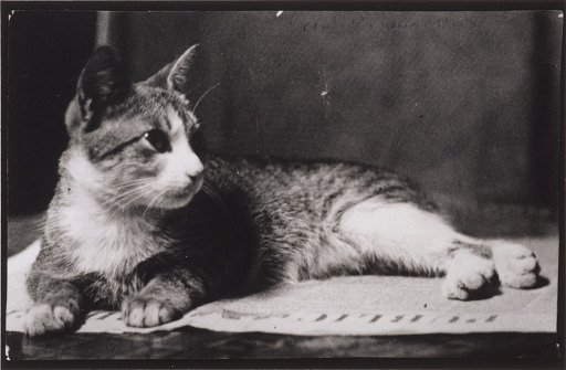 Mrs. Thomas Eakins's Cat