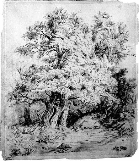 Study of Trees