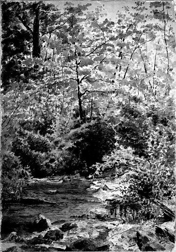In The Woods