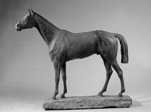 Thoroughbred Horse