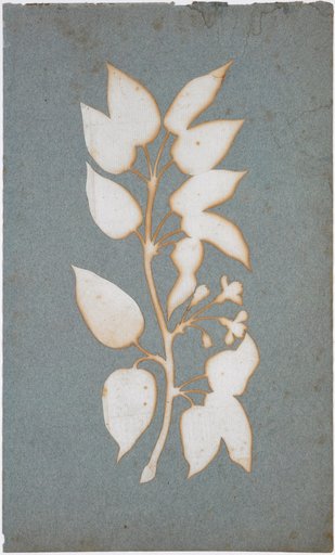 Flowering Branch (Wooden Honeysuckle)