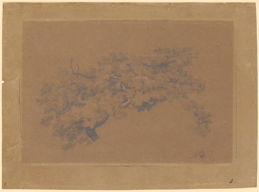 Densely Foliaged Tree Canopies