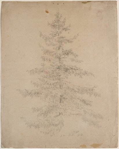 Spruce