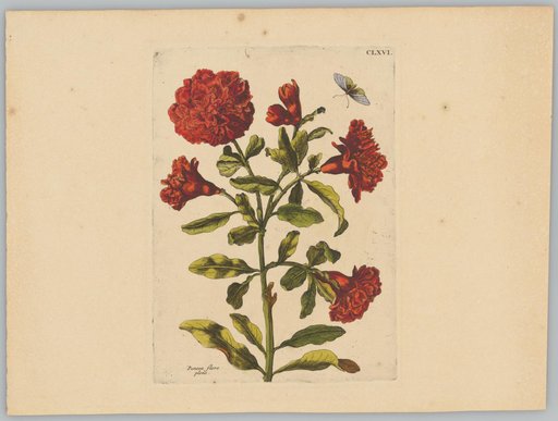 Large Pomegranate Blossom with a Geometer Moth and Its Caterpillar