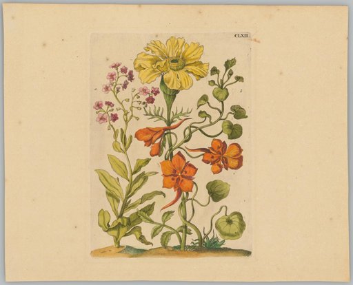 Large Yellow Marigold, Stonecrop, and Nasturtium