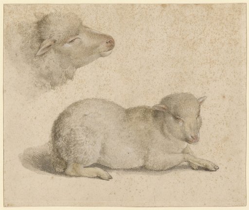 Resting Lamb and Head of a Lamb