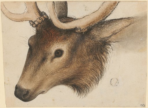 Stag's Head