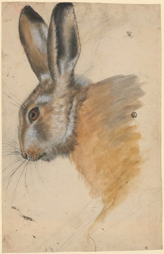 Hare's Head
