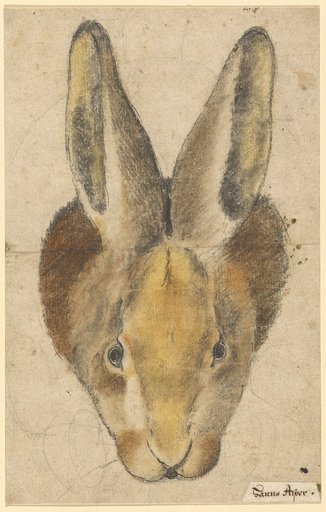 Hare from the Front