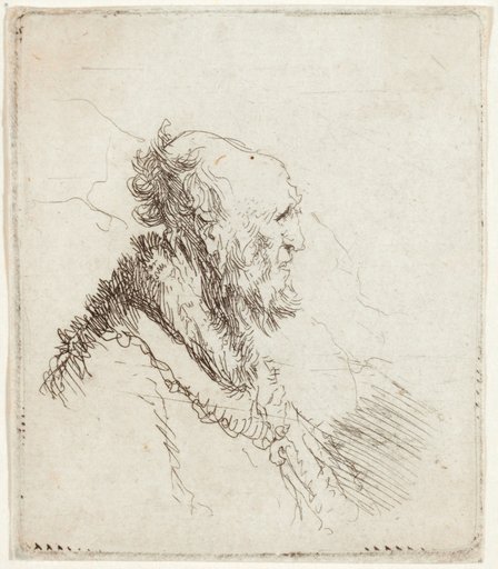Bald Old Man with Short Beard, in Profile