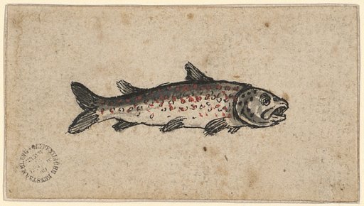Trout