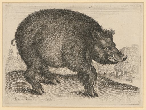 Boar, after Cranach