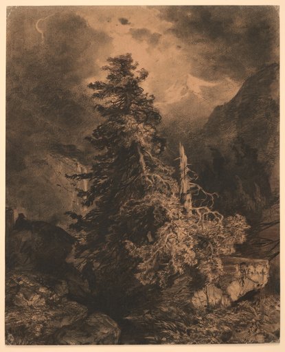 Weather Pine in the High Mountains