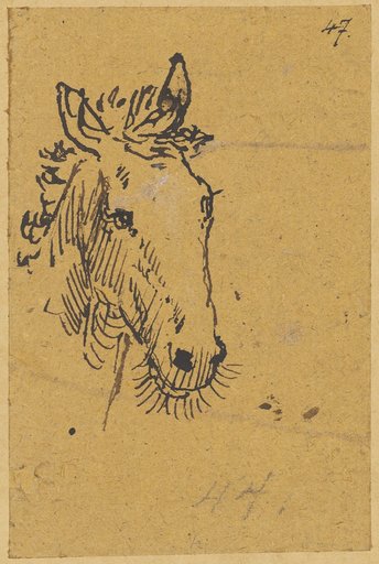 Horse's Head