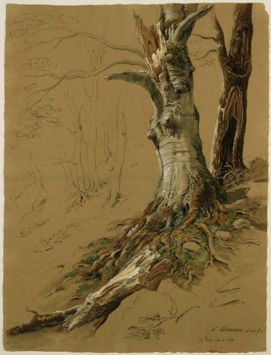 Tree Study (Im Flesch)