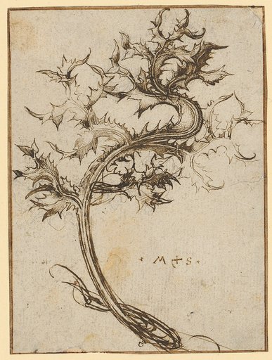 Ornamental thistle vine