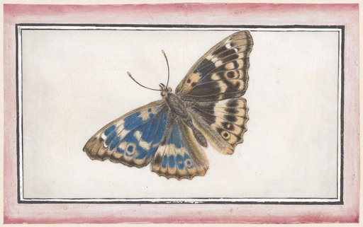 Small Purple Emperor (Apatura ilia)