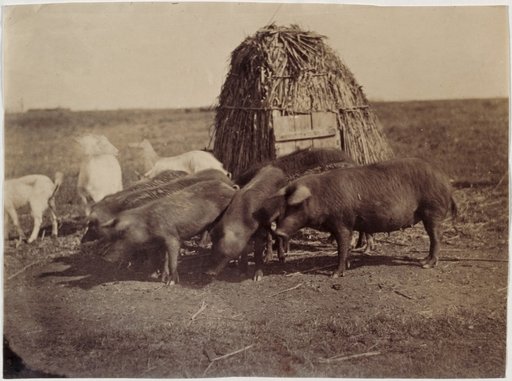 Straw Hut with Pigs in the Roman Campagna