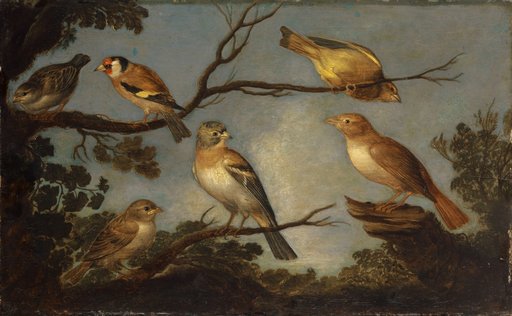 Birds in the Branches of a Tree
