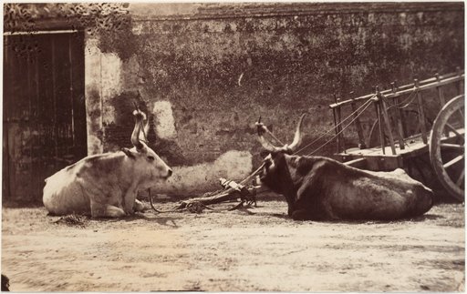 Cart with Buffaloes