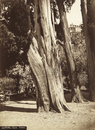 Trunk of a Cypress in the Garden of the Villa d'Este, Tivoli