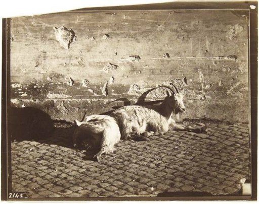 Goats in Front of a Wall
