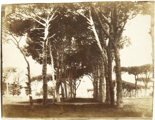 Pine Avenue in the Park of the Villa Borghese, Rome