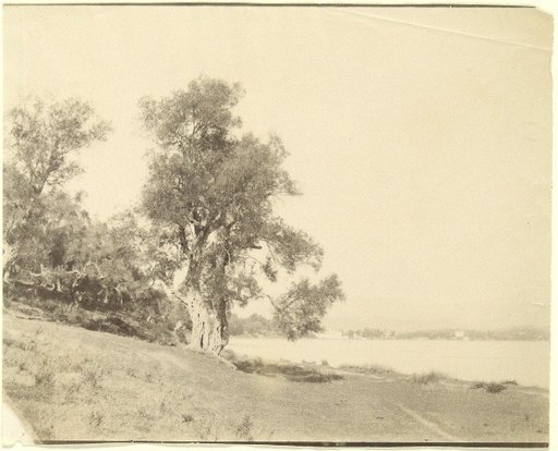 Trees on the Coast of Corfu (?)