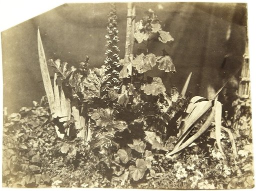 Still Life with Plants