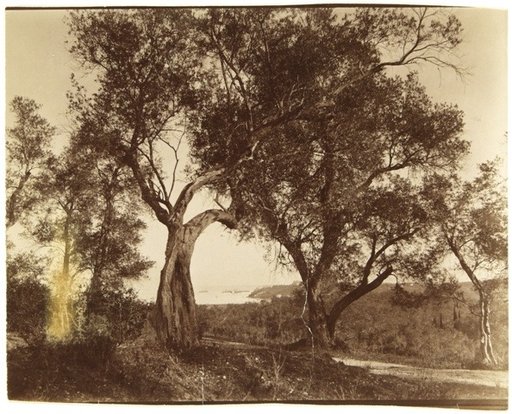 Trees on the Coast of Corfu (?)