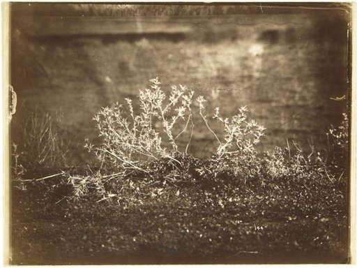 Still Life with Plants