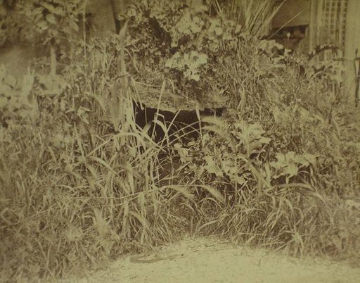Still Life with Plants