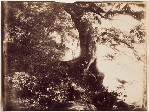 Tree Study