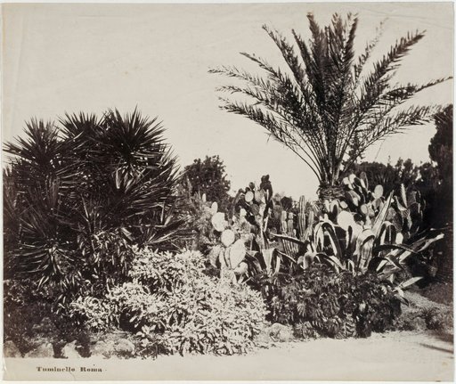 Palms and Cacti