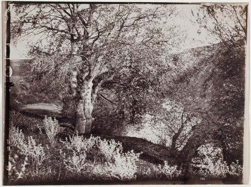 Trees by a Body of Water