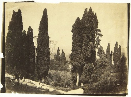 Cypress Trees in the Garden of Villa d'Este, Tivoli