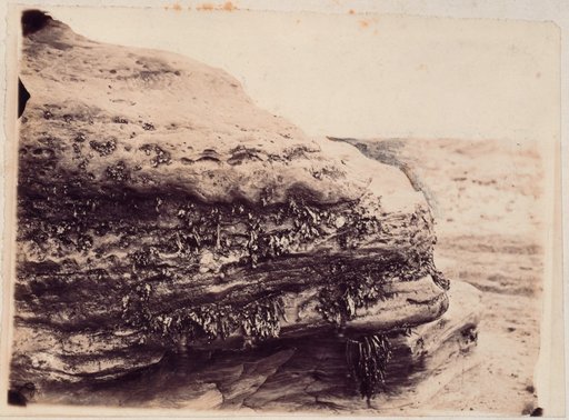 Algae-Covered Rock on the Coast near Scarborough
